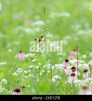 Männlicher gemeinsamer Yellowthroat (Geothlypis trichas) an einer False White Indigo Pflanze in einer Iowa Prairie Stockfoto