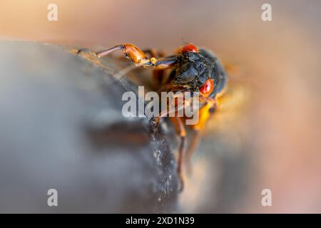 Nahaufnahme einer Cicada auf einer Schiene Stockfoto