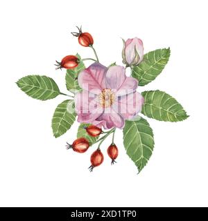 Rote Hagebuttenbeeren und rosafarbene Wildrosenblüten mit Knospen. Rosa canina Pflanzenzweig in Aquarell. Blumige Dogrose Clipart für botanisches Design, Grußkarten, Einladungen, Scrapbooking, Dekoration Stockfoto