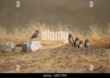 Erwachsene und junge Grabungulen auf einem Nistplatz in Utah Stockfoto