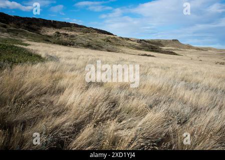 Der Head-Smashed-in Buffalo Jump ist ein Weltkulturerbe in Alberta in Kanada, wo indigene Menschen Bisons über Klippen fuhren, um Massenjagd zu machen. Stockfoto