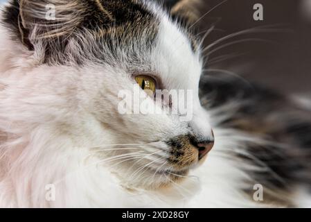 Nahaufnahme eines weißen, braunen und schwarzen Katzengesichts mit orangefarbenen, gelben Augen. Whisker, Ohren zeigen. Stockfoto