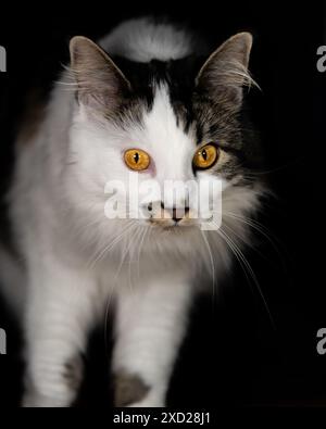 Atemberaubende Maine Coone Rasse Katze mit leuchtend orangen Augen, die direkt auf die Kamera auf schwarzem Hintergrund starren und Kopf, Beine und Körper zeigen. Kuriose Katze Stockfoto