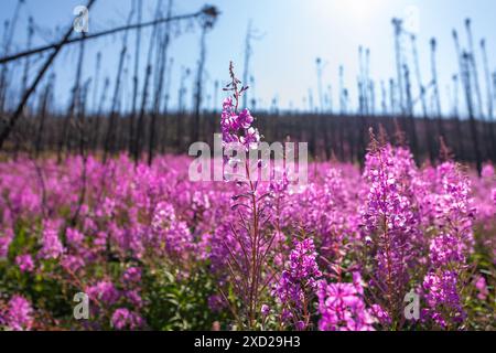 Atemberaubende rosafarbene, violette feuerweed-Blumen, die im Sommer in voller Blüte zu sehen sind, mit atemberaubendem blauem Himmel, Naturhintergrund in der kanadischen Wildnis. Stockfoto