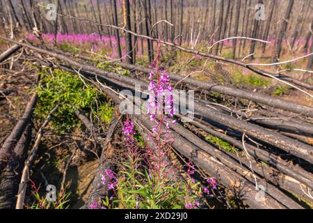 Wilde feuerweed-Blüten, Pflanzen, die im Sommer in einem ausgebrannten Wald aus Nordkanada, Yukon-Territorium im Juli gesehen werden. Stockfoto