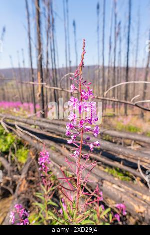 Eine einzelne wilde Feuerweed-Pflanze in voller Blüte mit blauem Himmel Hintergrund, verbrannte Fichten darunter. Stockfoto