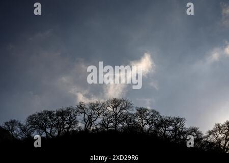 Hintergrundbeleuchtung mit Silhouette von Hügeln und Bäumen beim Sonnenuntergang des lateinamerikanischen Berges Stockfoto