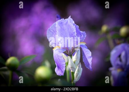 Nahaufnahme der wunderschönen lila-violetten Iris-Blüte Stockfoto