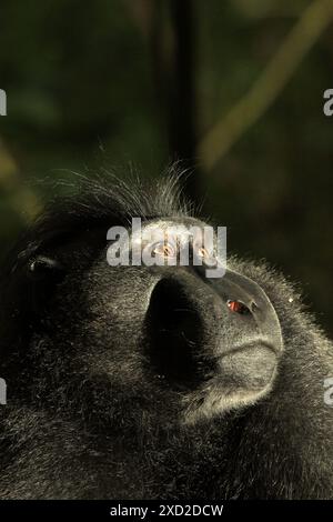 Ein männlicher Sulawesi-Schwarzkammmakak (Macaca nigra) im Naturschutzgebiet Tangkoko, North Sulawesi, Indonesien. Stockfoto