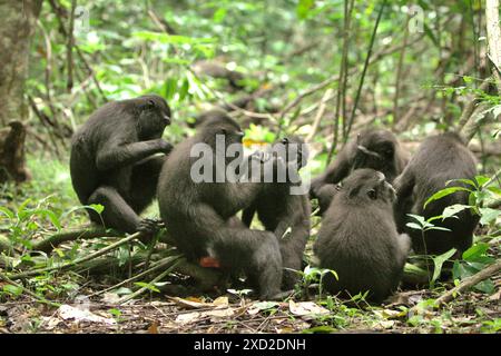 Eine Gruppe von Sulawesi-Schwarzhaubenmakaken (Macaca nigra) hat soziale Aktivitäten im Tangkoko Nature Reserve in Nord-Sulawesi, Indonesien. Stockfoto