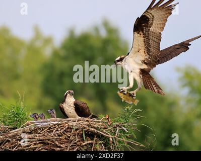 Die Familie Osprey ins Nest, das Männchen landet mit einem Fisch, Kanada Stockfoto