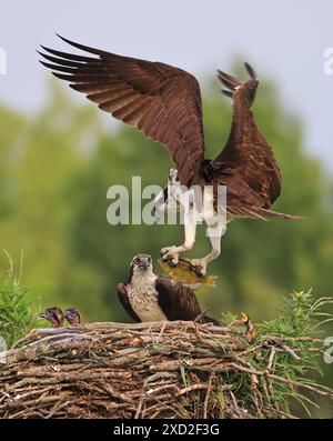 Die Familie Osprey ins Nest, das Männchen landet mit einem Fisch, Kanada Stockfoto