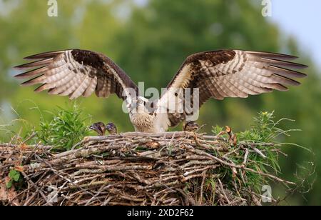 Osprey Familie ins Nest, die Mutter und die Küken, Kanada Stockfoto