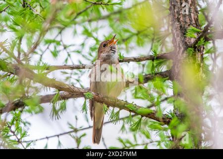 Soor Nightingale, Luscinia luscinia. Ein Vogel sitzt auf einem Ast und singt. Kleiner brauner Singvögel, der am besten für seine mächtige und schöne so bekannt ist Stockfoto