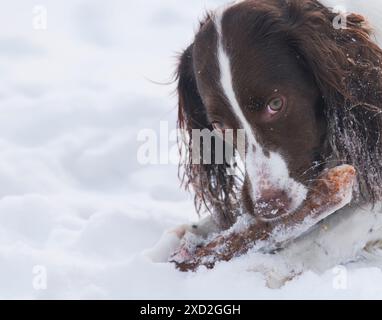 Der junge, energiegeladene Springer Spaniel spielt mit einem Stock im Schnee. Stockfoto