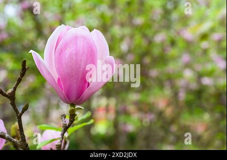 Rosafarbene Lilie Magnolia Blume auf ihrem Baum mit Blättern und verschwommenem Gartenhintergrund. Stockfoto