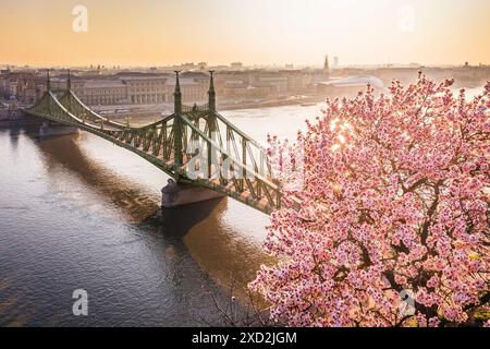 Budapest, Ungarn - die herrliche Blüte des Mandelbaums auf dem Gellért-Hügel an einem sonnigen Frühlingsmorgen mit der Freiheitsbrücke im Hintergrund Stockfoto