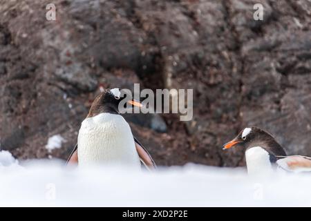 Nahaufnahme eines Gentoo-Pinguins - Pygoscelis papua - durch eine verschneite Landschaft von Trinity Island auf der Antarktischen Halbinsel Stockfoto