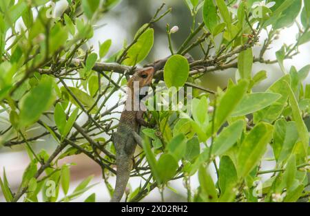 Garden Chamäleon oder calotes versicolor, das auf einem Baumzweig auf der Jagd nach Insekten ist Stockfoto