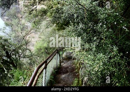 Laubgrün überhängt steile Stufen, die in den Stein des Steilhangs geschnitten sind, eiserne Geländer der Giant Stairway, die zu den Baumschwestern führen Stockfoto