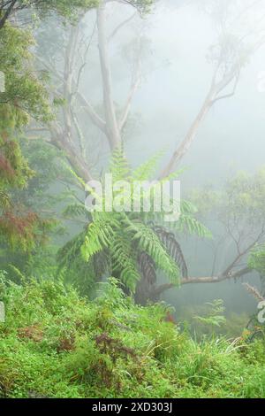 Ein Baumfarn, Cyathea australis in der Umarmung eines hohen, in schweren Nebel gehüllten Geistergummis auf dem Wanderweg am Echo Point und den Three Sisters Stockfoto