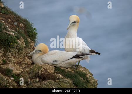 Ein Paar Gannet Birds, Morus Bassanus, nistet an den Klippen, an den Bempton Cliffs Stockfoto