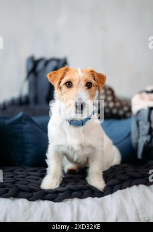 Der süße Jack Russell Terrier sieht die Kamera auf einem Bett. Stockfoto