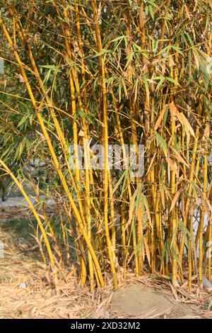 Gemalter Bambus (Bambusa vulgaris) in einem Vergnügungspark : (Bild Sanjiv Shukla) Stockfoto