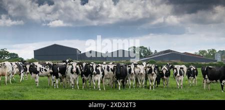 Milchvieh hinter einem elektrischen Zaun auf einer Weide, auf der sie weiden. Cumbria, Großbritannien. Stockfoto