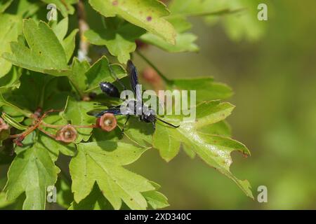 Mexikanische Graswespe Isodontia mexicana, Familie Sphecidae auf Weißdornblättern, Crataegus. Sommer, Juni, Frankreich Stockfoto