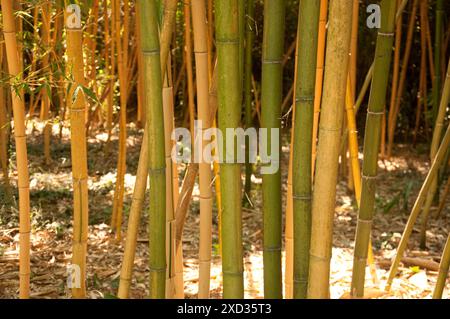 Bambus, Masone Labarinth, Fontanellato, Parma, Emilia Romagna, Italien. Stockfoto