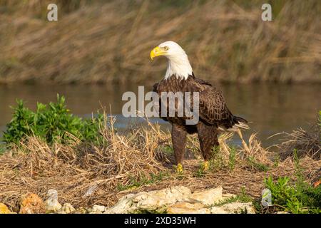 Der amerikanische Weißkopfseeadler hockte und lief auf einem Felsvorsprung im Salt River in Florida. Stockfoto