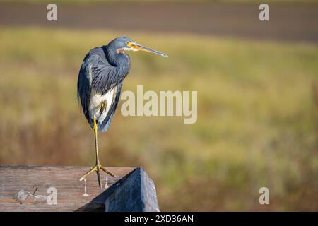 Junger dreifarbiger Reiher (Egretta tricolor) thront auf einem Geländer mit Blick auf ein grasbewachsenes Sumpfgebiet. Stockfoto