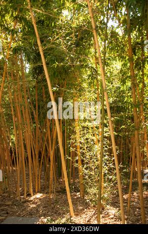 Bambus, Masone Labarinth, Fontanellato, Parma, Emilia Romagna, Italien. Stockfoto