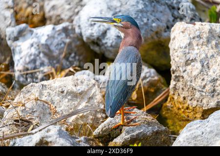 Ein wilder ausgewachsener Grüner Reiher (Butorides virescens) jagt zwischen den Felsen an einem Flussufer Floridas nach kleinen Krabben. Stockfoto