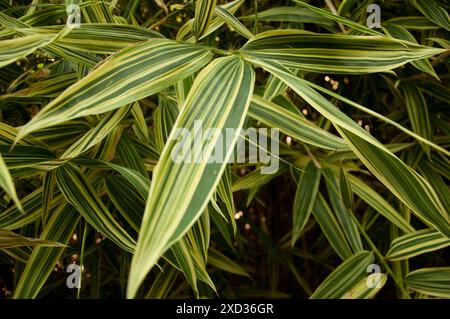 Bambusblätter, Masone Labarinth, Fontanellato, Parma, Emilia Romagna, Italien. Stockfoto