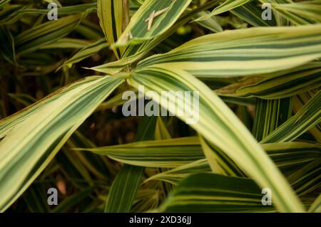 Bambusblätter, Masone Labarinth, Fontanellato, Parma, Emilia Romagna, Italien. Stockfoto