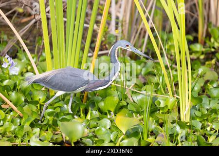 Der adulte dreifarbige Reiher (Egretta tricolor) zeigt seine Brutfarben und schlängelt sich auf der Suche nach Beute durch ein grasbewachsenes Sumpfgebiet. Stockfoto