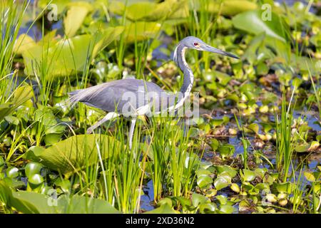 Der adulte dreifarbige Reiher (Egretta tricolor) zeigt seine Brutfarben und schlängelt sich auf der Suche nach Beute durch ein grasbewachsenes Sumpfgebiet. Stockfoto