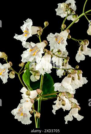 Schöne blühende weiße nördliche Katalpa-Blume auf schwarzem Hintergrund. Blumenkopf-Nahaufnahme. Stockfoto