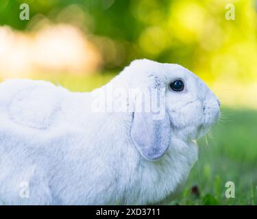 Erwachsenes Frosty Lop Kaninchen mit braunen Augen und weißem Fell. Frostiges Loenohr-Kaninchen im Garten. Stockfoto