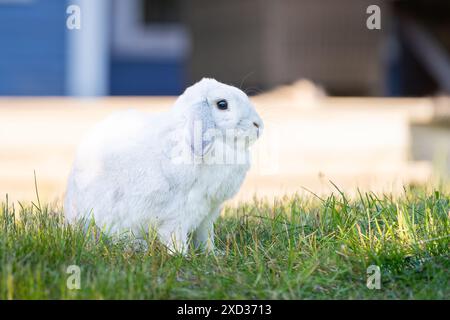 Erwachsenes Frosty Lop Kaninchen mit braunen Augen und weißem Fell. Frostiges Loenohr-Kaninchen im Garten. Stockfoto