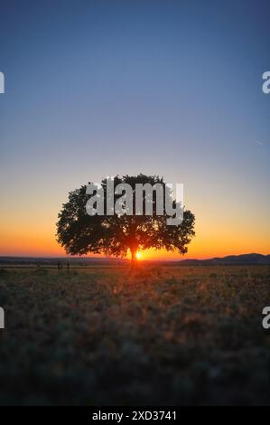 Single Oak Tree on Field bei Sonnenuntergang im Sommer Stockfoto