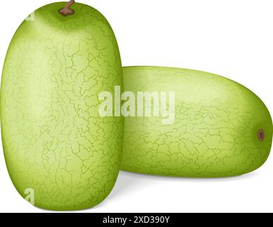 Gruppe von Ali Baba Watermelon. Citrullus lanatus. Obst und Gemüse. Isolierte Vektordarstellung. Stock Vektor