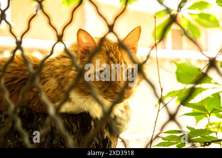 Ginger-Orange-Katze, die auf Baumstumpf hinter Metallgartenzaun liegt, an heißem Sommertag Nahaufnahme Stockfoto