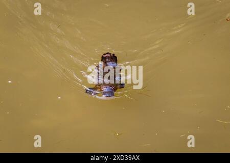 Nahaufnahme des Platypus (Ornithorhynchus anatinus) beim Schwimmen in Peterson Creek, Yungaburra, Queensland, Australien. Stockfoto