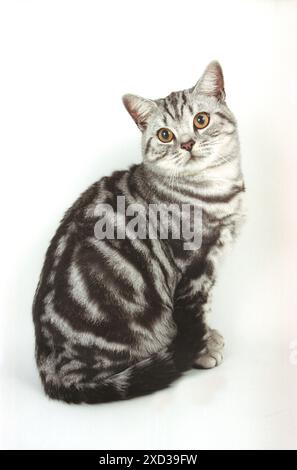 Britisches Kurzhaar Silber Tabby auf weißem Hintergrund Stockfoto