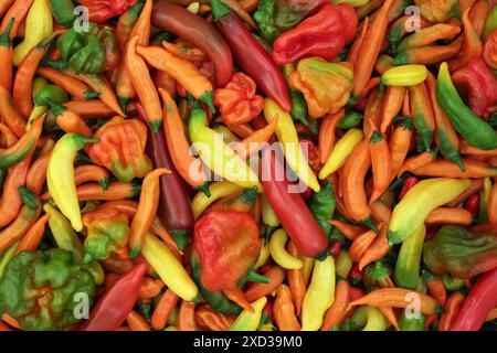 Chili-Pfeffer-Gemüse lebhafter farbenfroher Hintergrund. Lokale Gärtnereien produzieren reichlich biologische Ernte Natur Zusammensetzung. Stockfoto