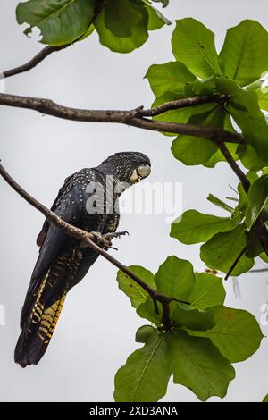 Weiblicher Rotschwanz-Kakadu sitzt auf dem Zweig mit grünen Blättern, Queensland, Australien. Stockfoto