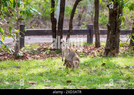 Wiptail Wallaby mit Kind in der Tasche, das Gras auf Wiese, Queensland, Australien isst. Stockfoto